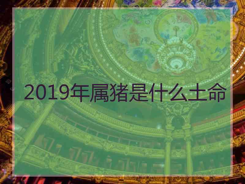 2019年属猪是什么土命