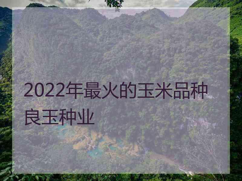 2022年最火的玉米品种良玉种业