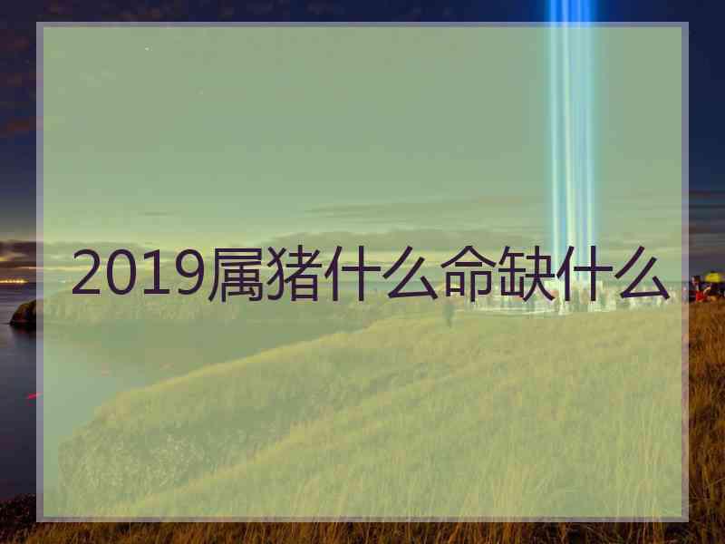 2019属猪什么命缺什么