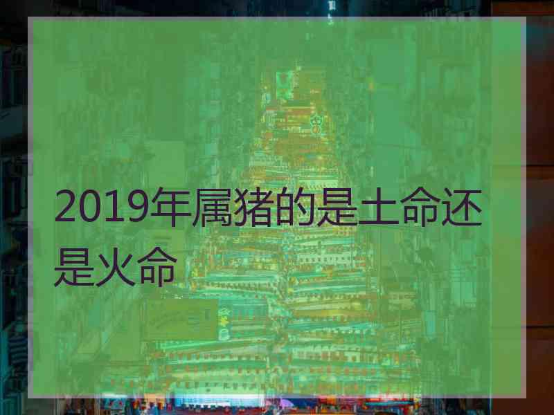 2019年属猪的是土命还是火命