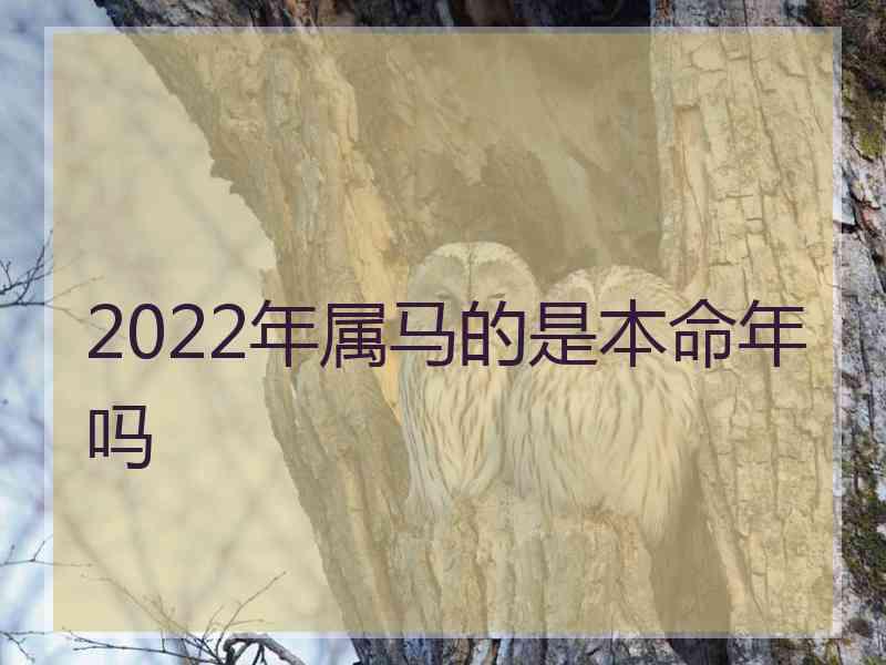 2022年属马的是本命年吗