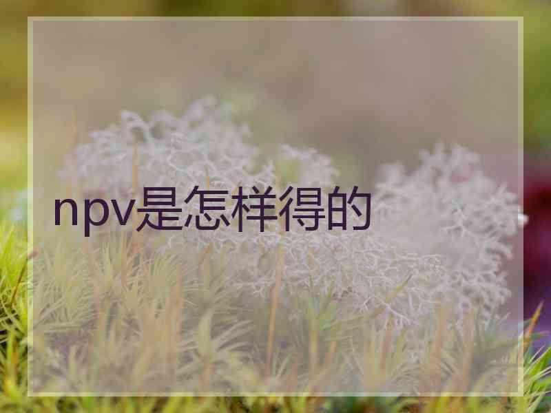 npv是怎样得的