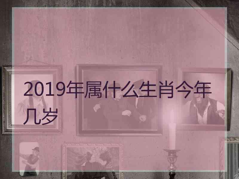 2019年属什么生肖今年几岁