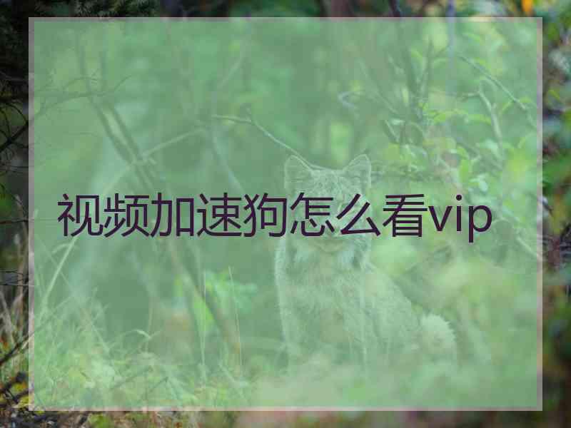 视频加速狗怎么看vip