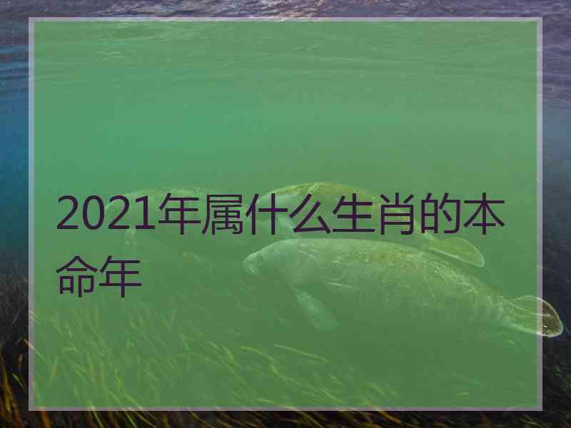 2021年属什么生肖的本命年