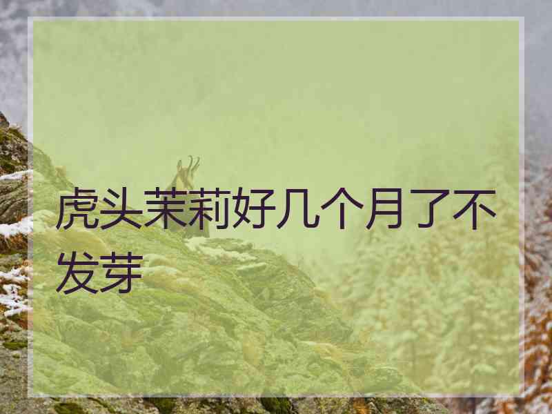 虎头茉莉好几个月了不发芽