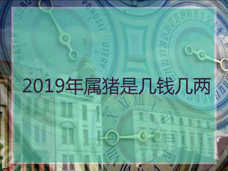 2019年属猪是几钱几两