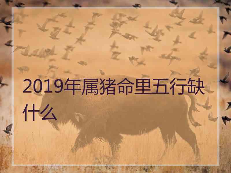 2019年属猪命里五行缺什么