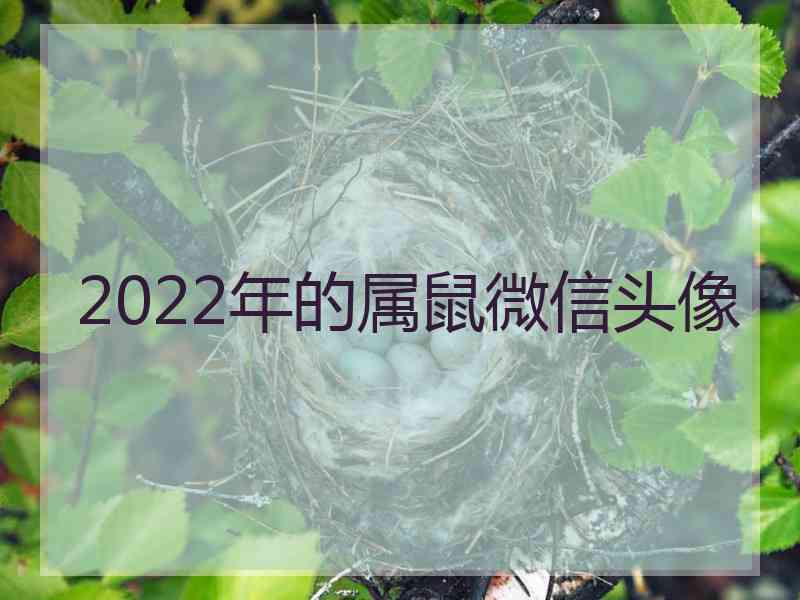 2022年的属鼠微信头像