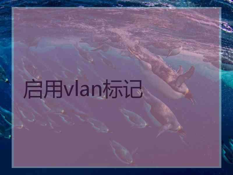 启用vlan标记