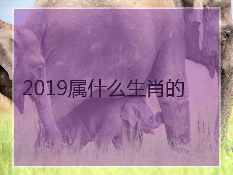 2019属什么生肖的