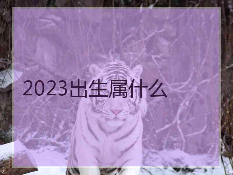 2023出生属什么