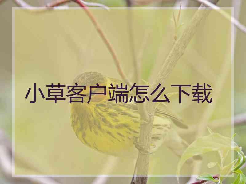 小草客户端怎么下载