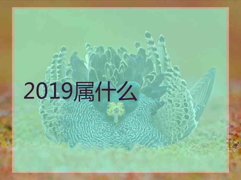 2019属什么