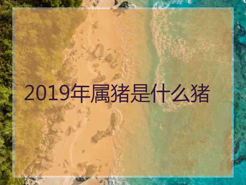 2019年属猪是什么猪