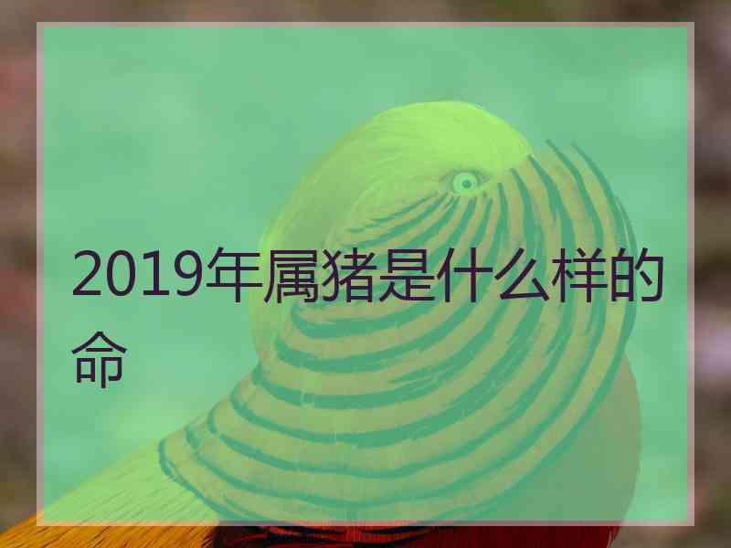 2019年属猪是什么样的命