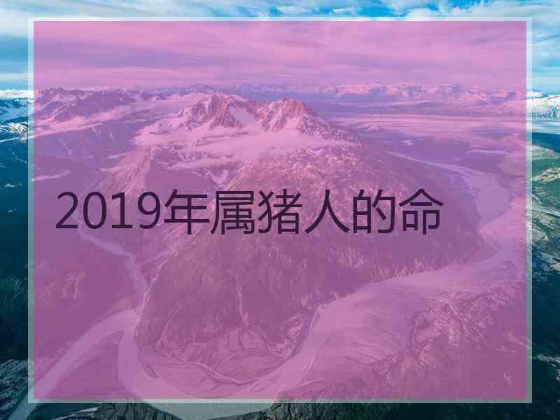 2019年属猪人的命