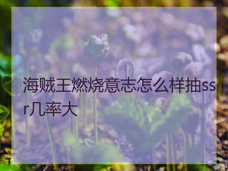 海贼王燃烧意志怎么样抽ssr几率大