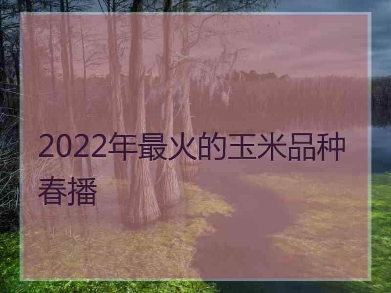 2022年最火的玉米品种春播