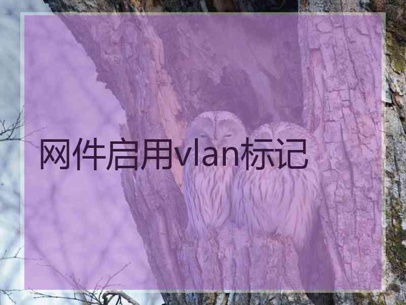 网件启用vlan标记