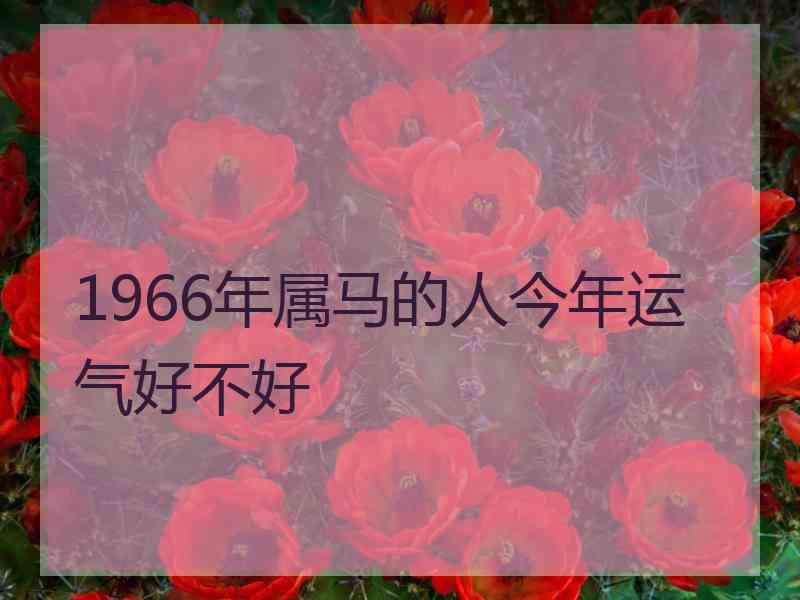 1966年属马的人今年运气好不好