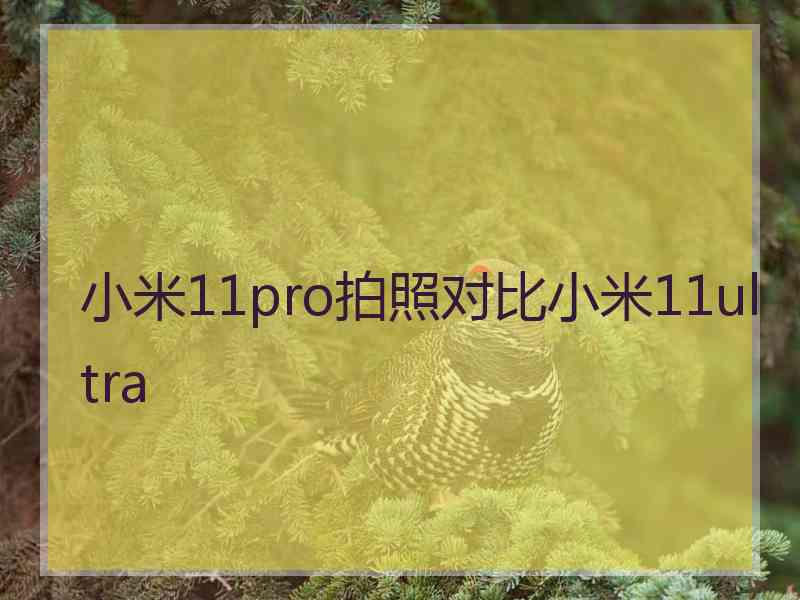 小米11pro拍照对比小米11ultra