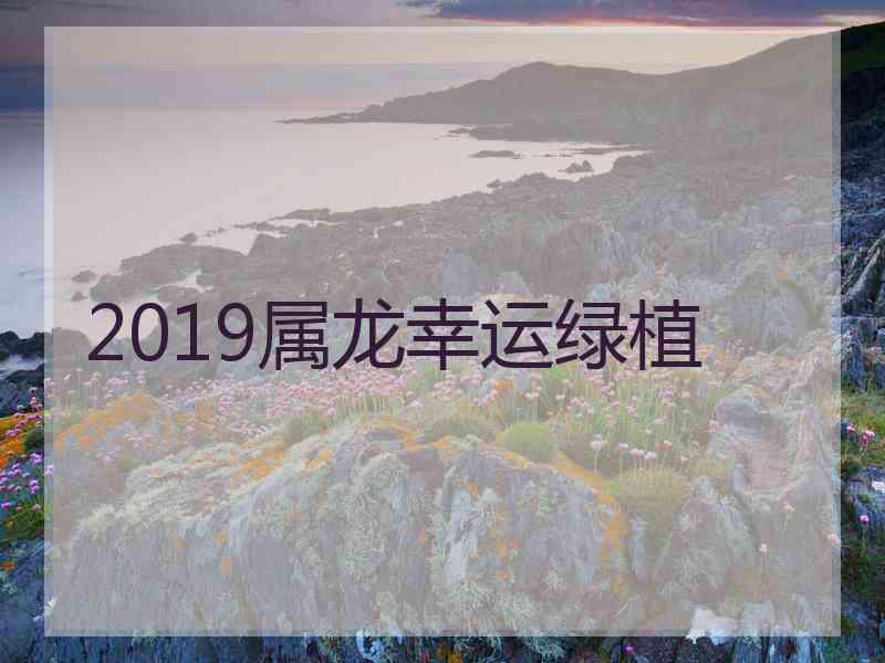 2019属龙幸运绿植