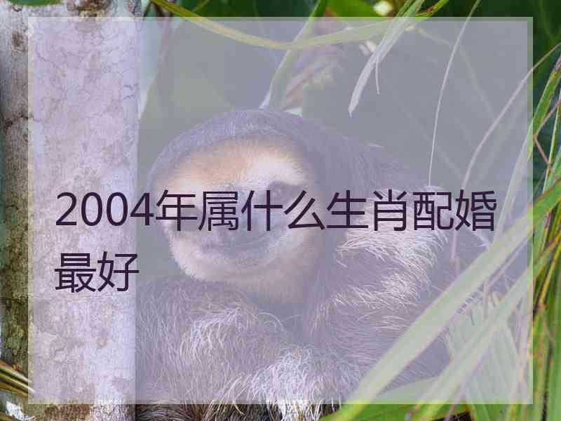 2004年属什么生肖配婚最好