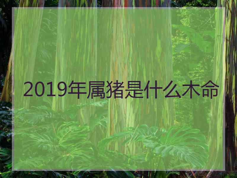 2019年属猪是什么木命