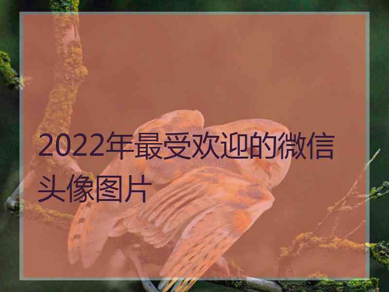 2022年最受欢迎的微信头像图片