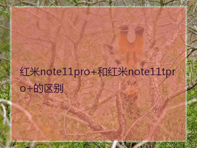 红米note11pro+和红米note11tpro+的区别