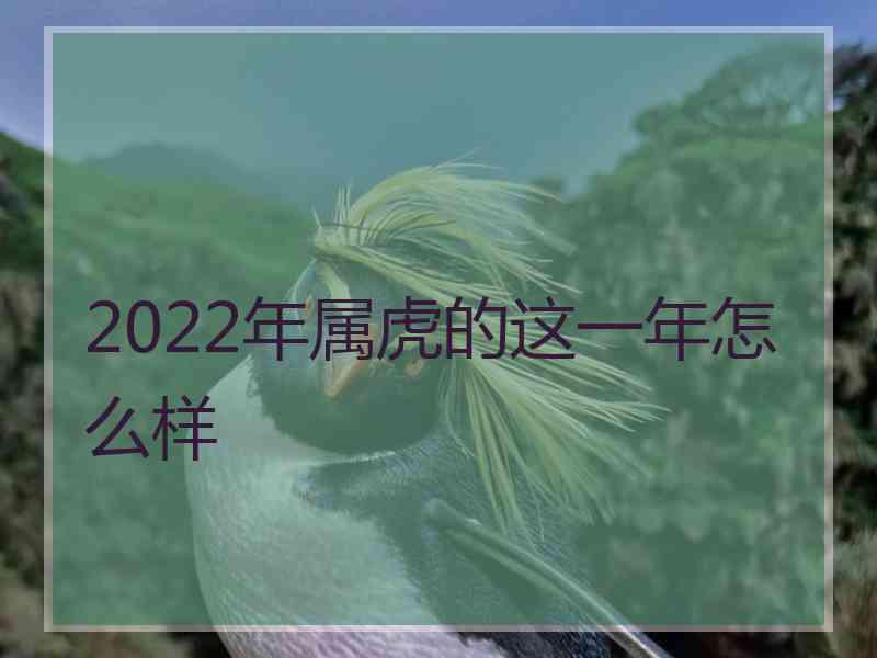 2022年属虎的这一年怎么样