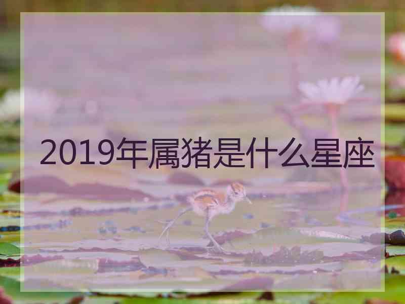 2019年属猪是什么星座