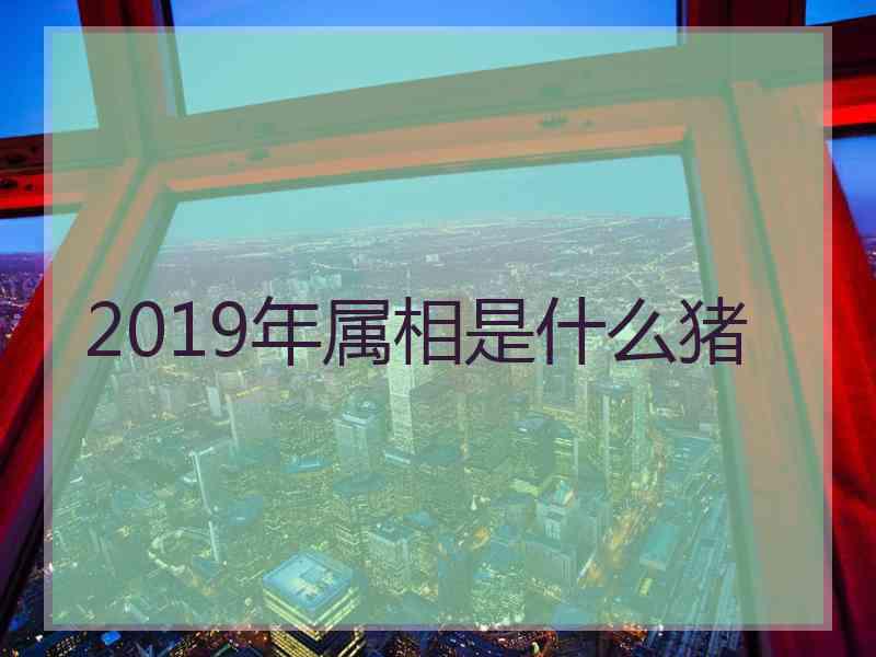 2019年属相是什么猪