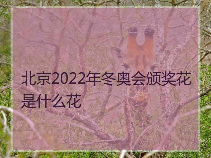 北京2022年冬奥会颁奖花是什么花