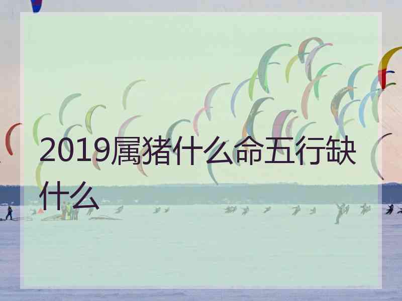 2019属猪什么命五行缺什么