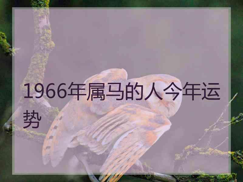 1966年属马的人今年运势