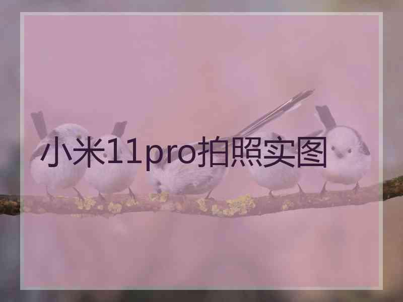 小米11pro拍照实图